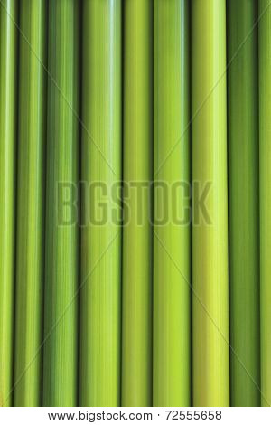 Green Sedge similar bamboo