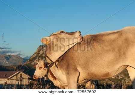 cow