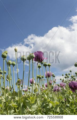 Purple Poppies