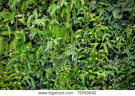 Vertical Garden