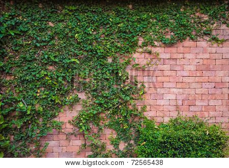 Brick Wall With Ivy