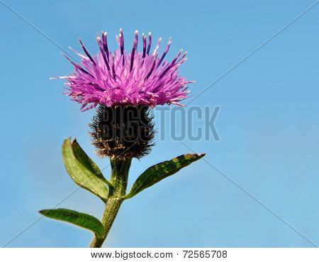 Thistle Flower Isolated Isolated On Blue Background