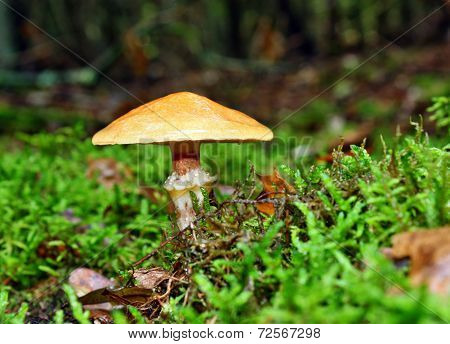 Mushroom Suillus Grevillei