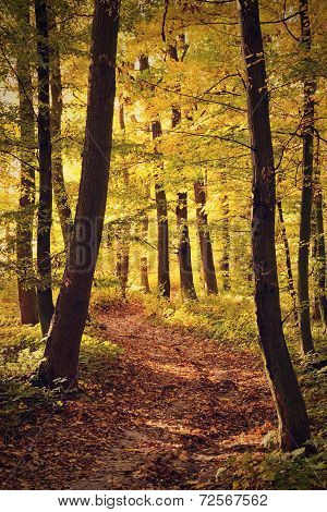 Autumn forest with beautiful mysterious atmosphere