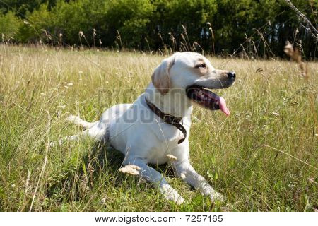 Hund