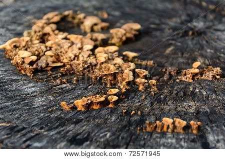 Mushrooms On A Stump