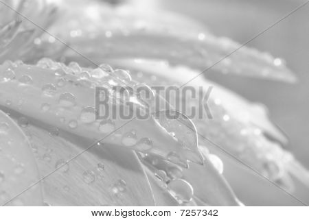 Gotas de água em pétalas de Margarida