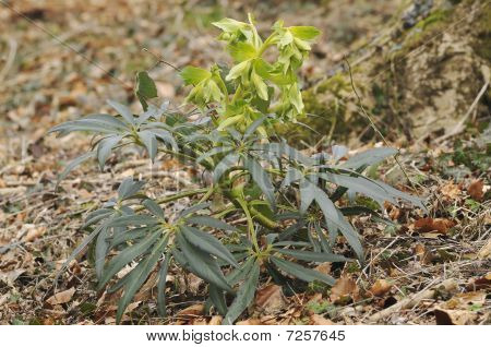 Stinking Hellebore - Helleborus foetidus