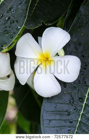 White Frangipani