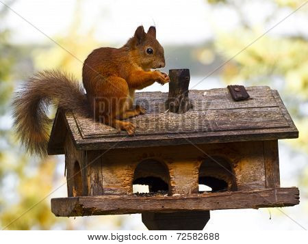 Squirrel sitting on a bird feeder