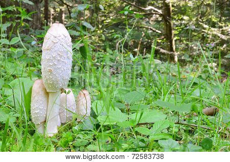 Shaggy Ink Cap