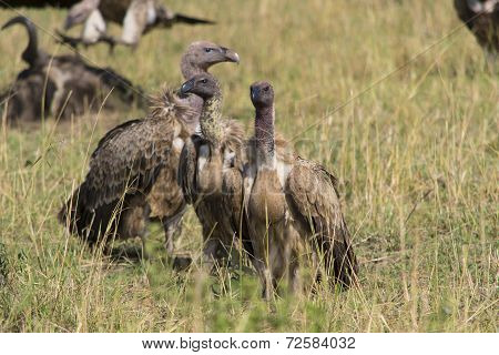 Vultures