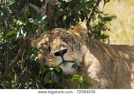 Lion sleeping in the shade