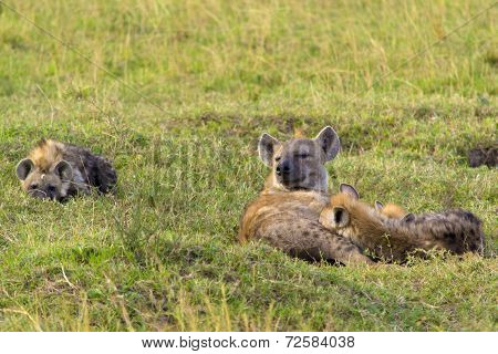 Hyena with young cubs