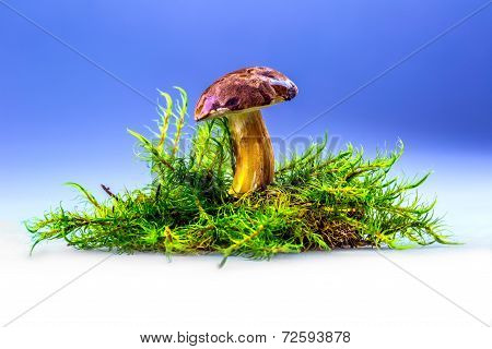 Boletus badius mushroom in the moss.