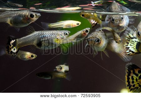Guppy Multi Colored Fish