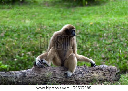White-handed Gibbon.