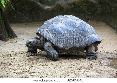 tortoise