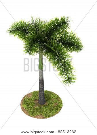 Palm Tree Model