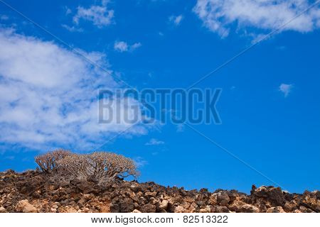 Natural Background With  Euphorbia Balsamifera, Tabaiba Dulce, Native To Canary Islands