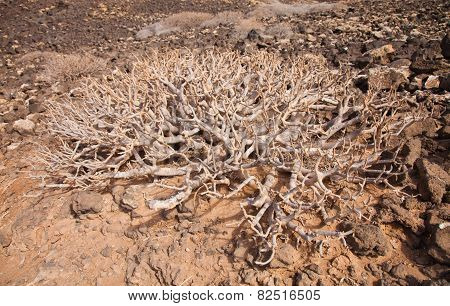 Spreading Leafless Bush Of Euphorbia Balsamifera, Tabaiba Dulce, Native To Canary Islands