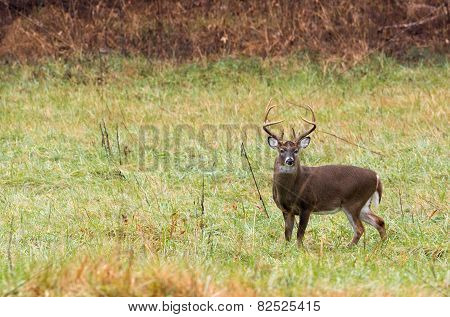 Large White-tailed Deer Buck