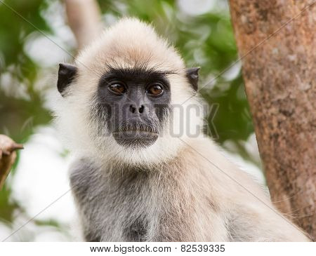 Langur monkey close-up