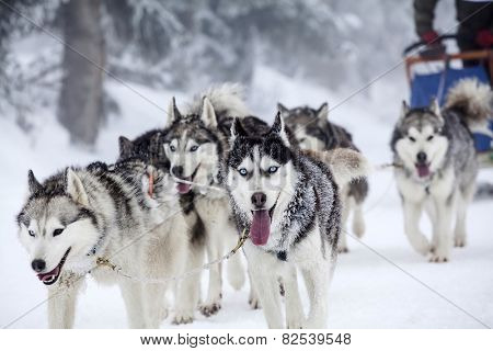 Dog-sledding with huskies