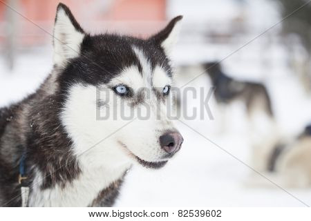 Siberian Husky waiting to start the ride in the snow