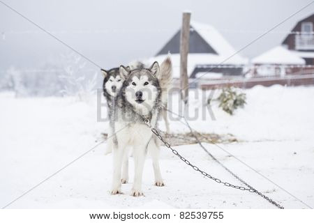 Siberian Husky waiting to start the ride in the snow