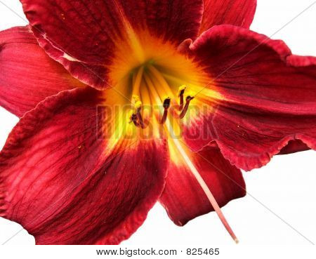 Lily over hvide