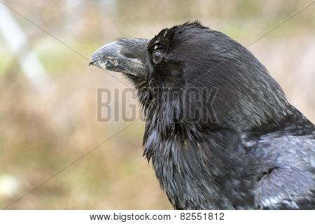 Raven (corvus Corax)