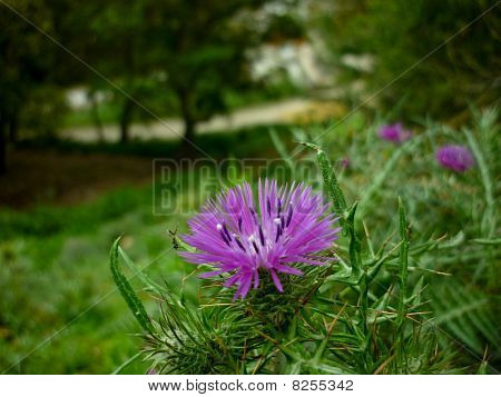紫色の花