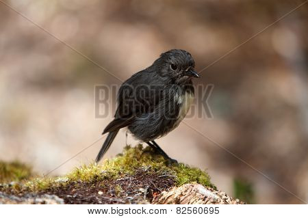 New Zealand Robin