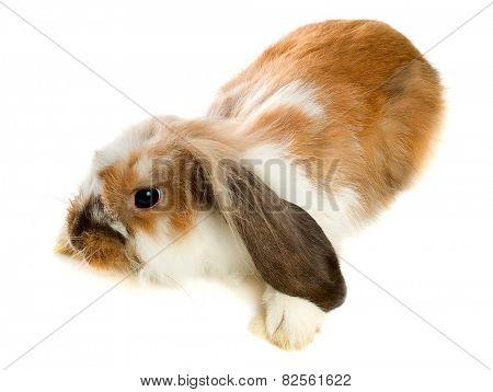 Brown lop-eared rabbit isolated on white