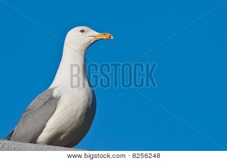 Sirály