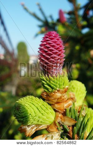 Cone of Norway spruce