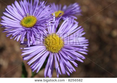 Laventeli daisy