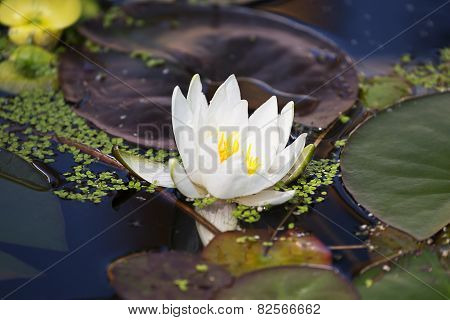 Water Lilly