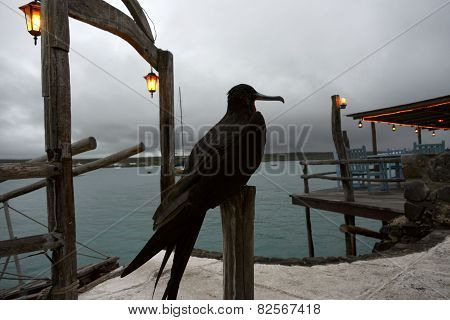 Frigate Bird, Ecuador, Galapagos, Santa Cruz, Puerto Ayora
