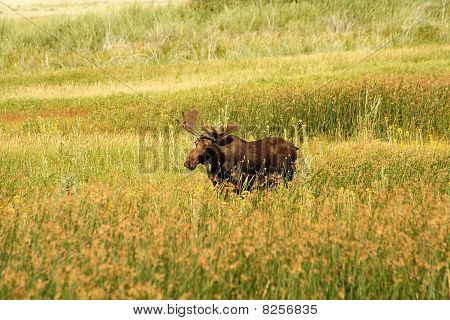 Bull Moose