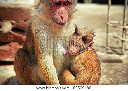 Baby monkey sucking its mother's milk