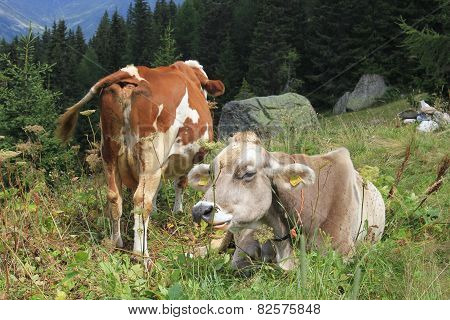 A Brown And A White Cow In The Grass