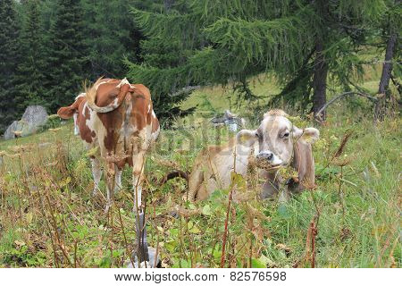 A Brown And A White Cow In The High Grass