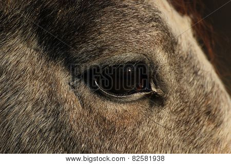 Horse Eye