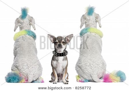 Mohawks ile renkli kaniş ve Chihuahua beyaz Bac oturan piercing ile arka görünüm