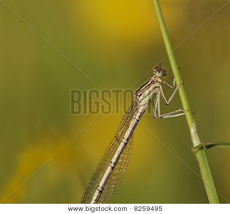 แนวตั้ง damselfly