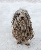 Puli dog with pasta in winter