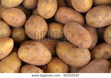 Kennebec White Potatos