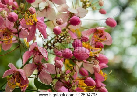 Blooming Rainbow Showers,Fresh Pink Cassia javanica,pink shower tree